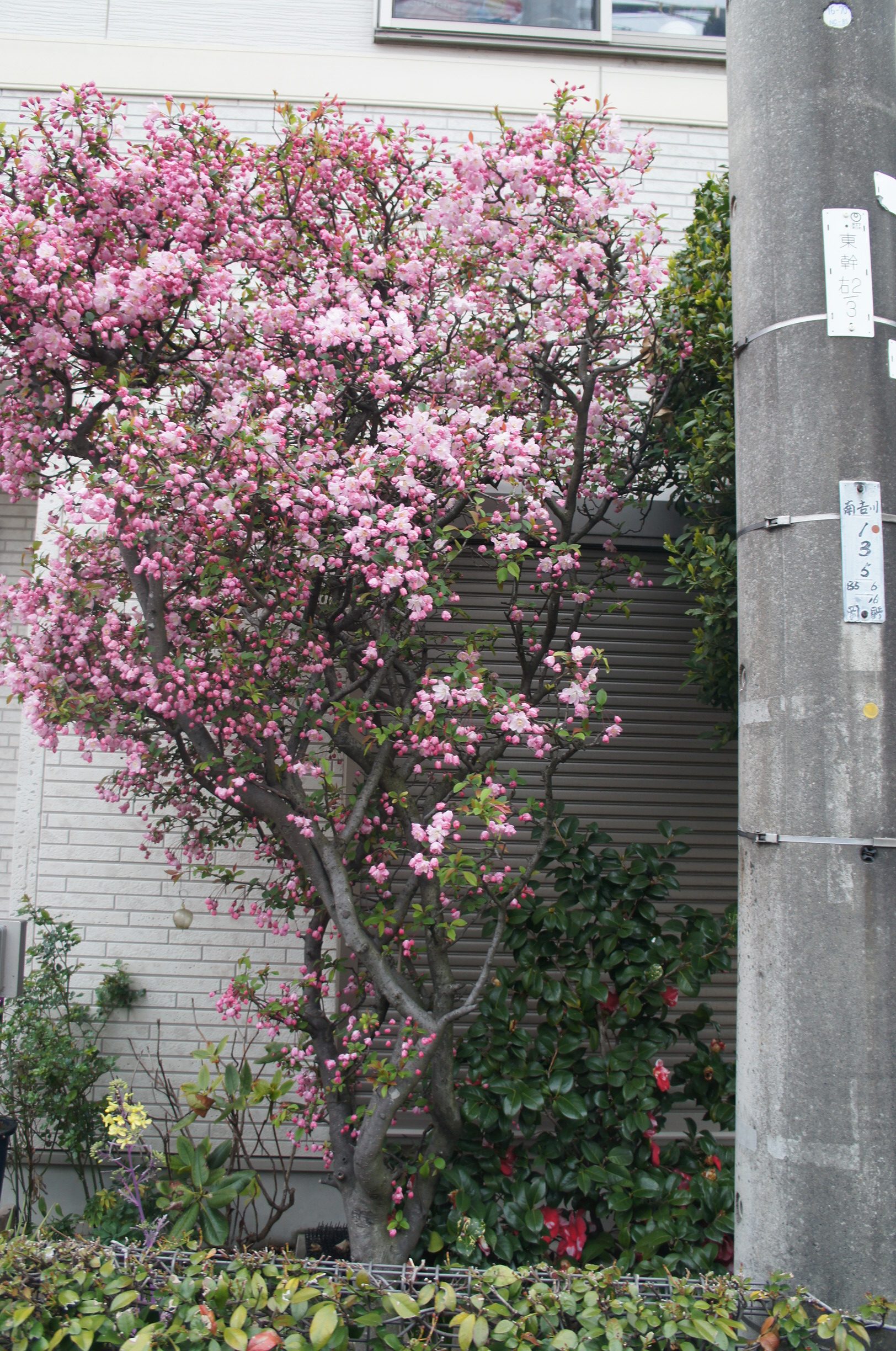 2019.04 花見　その１