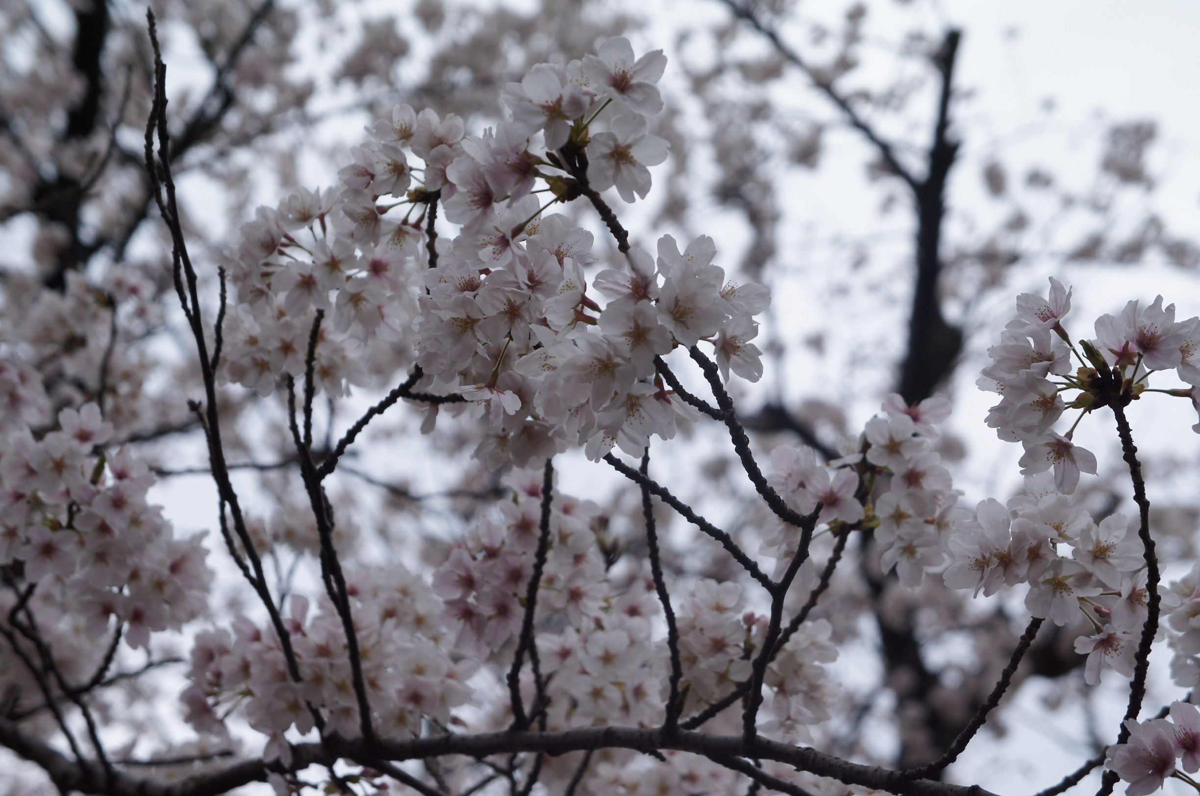 2019.04 花見　その１