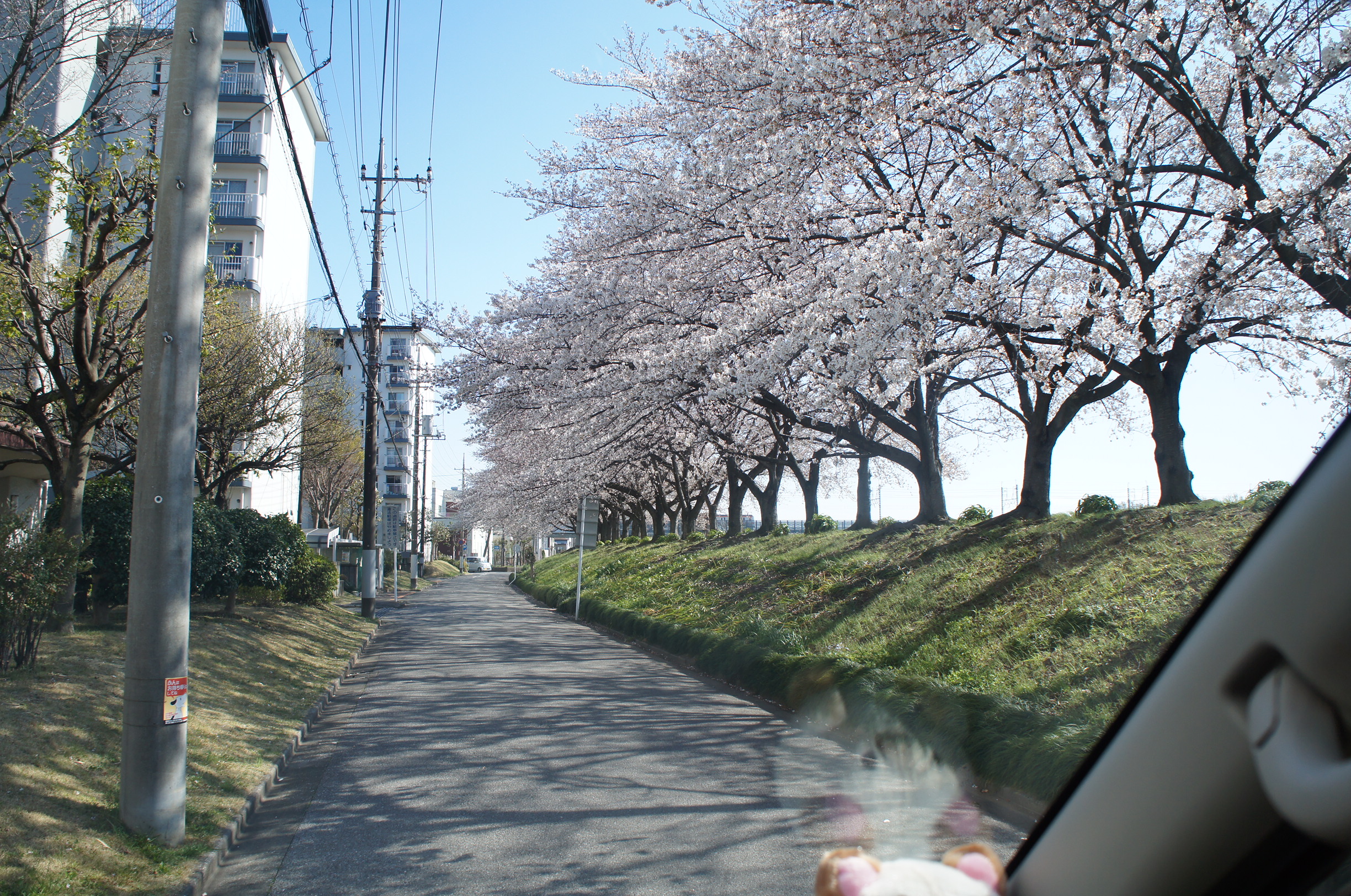 2019.04 花見　その１