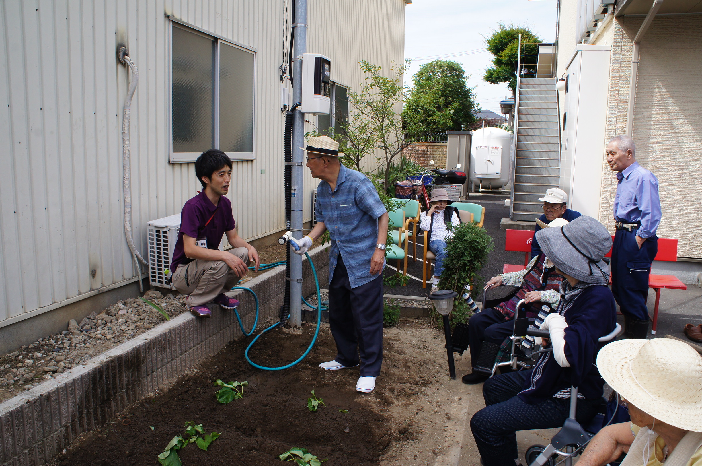 さつまいも苗植え　その２